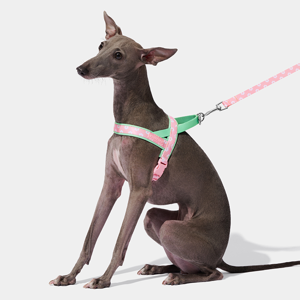 Luxury Pet Chest Strap Tractio - Headcollar Rope Set avis et prix