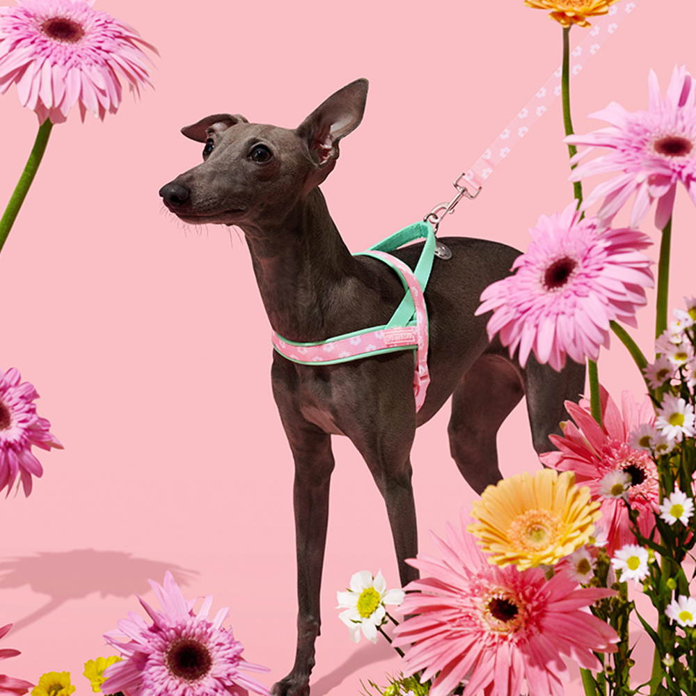 Luxury Pet Chest Strap Tractio - Headcollar Rope Set avis et prix