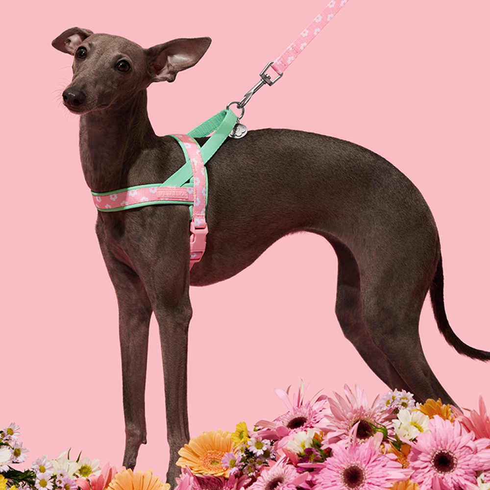 Luxury Pet Chest Strap Tractio - Headcollar Rope Set avis et prix